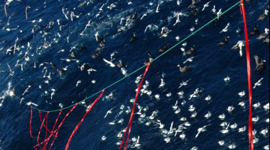 INIDEP participa de la creación de líneas espantapájaros para protección de aves marinas