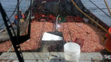 La flota de Río Negro se suma a la pesca de langostino en aguas nacionales