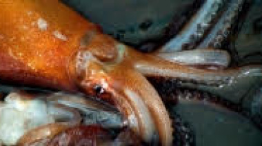 El febrero se inicia una campaña de investigación del calamar