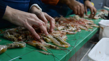 Se puso en marcha una campaña de investigación de langostino en el Golfo San Jorge