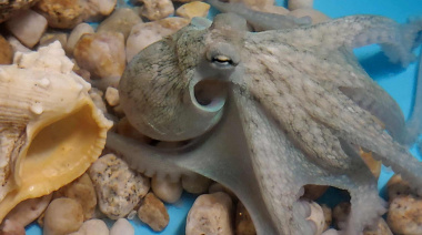 Pescanova cierra el ciclo de reproducción del pulpo en acuicultura