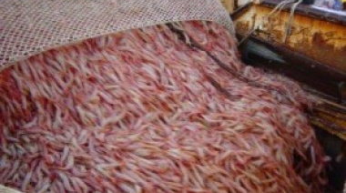 Se habilitó la pesca del langostino al norte del 44