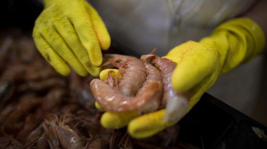 Pesca quiere distinguir al langostino con el sello 