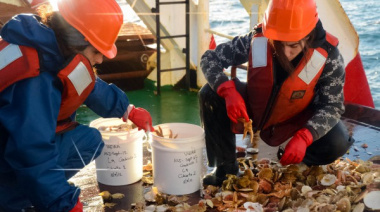 Se puso en marcha la campaña de evaluación de vieira patagónica en la Unidad de Manejo B