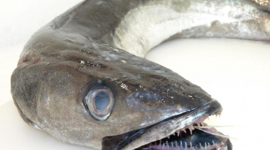 Niegan problemas de calidad en productos pesqueros de Newsan