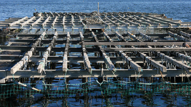 Bentónicos busca instalar un mega criadero de mejillones y otras especies marinas en Río Negro