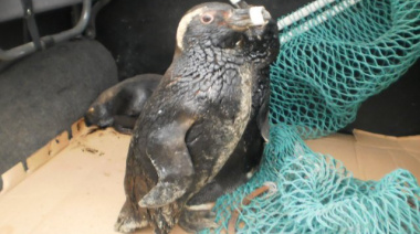 Empresa pesquera ahora se dedica a la recuperación de pingüinos empetrolados