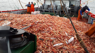 Se habilitó la pesca del langostino en aguas nacionales, pero los congeladores tangoneros no saldrán a la pesca