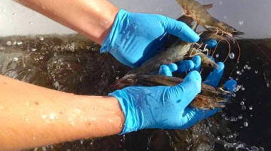 El langostino de cultivo también vive su peor crisis