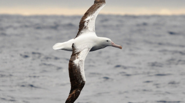 El Albatros Real