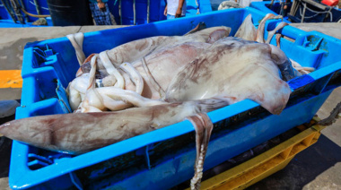 Gremio industrial advierte la presencia de 400 barcos chinos frente a las costas de Pisco
