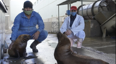 Una pareja de lobos marinos se instaló en una empresa pesquera de Comodoro Rivadavia