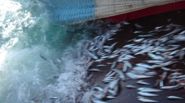 Vida Silvestre asegura que se arrojan más de 110 mil toneladas de merluza por año al mar argentino
