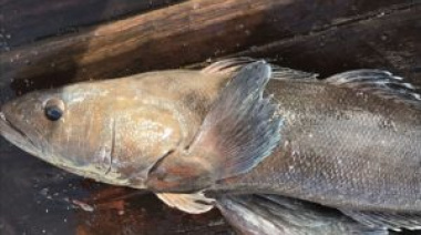 Establecen la captura máxima permisible para algunas especies