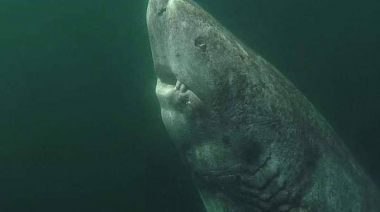 Vive en Groenlandia: un tiburón nacido en 1505 es el animal más viejo del mundo