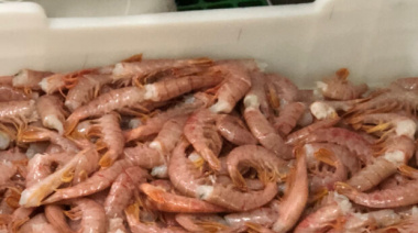 El Gobierno destrabó obstáculos aduaneros para la exportación de merluza y langostino a Brasil