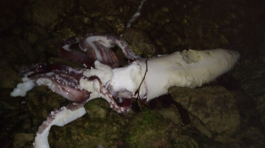 Detectan calamar gigante en un sector del muelle de Puerto Deseado