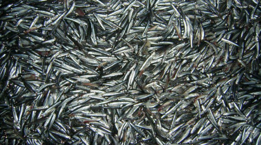 Zarpó el Mar Argentino a una campaña de evaluación conjunta argentino-uruguaya de anchoíta