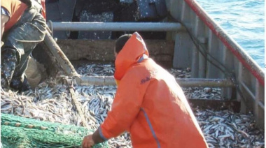 Por problemas en el sector pesquero no se pudo pescar el cupo de anchoa patagónica en Chubut