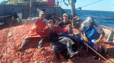 Langostino: Hoy se habilita nuevamente la pesca comercial en la subárea 7