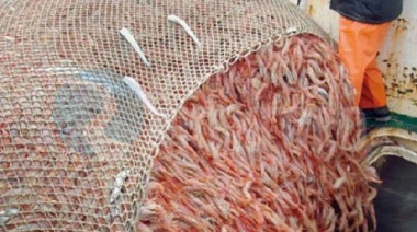 Autorizan a cuatro buques congelares tangoneros a seguir pescando para probar nuevos sistemas de selectividad