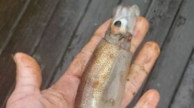 Cierran la pesca del calamar ante la aparición de ejemplares juveniles 