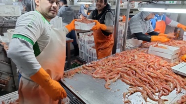 Langostino: Cierran dos subáreas, suspenden una y prospectarán dos 