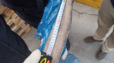  Hallan gran cantidad de merluza negra de talla juvenil en el Tai An