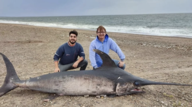 Impactante hallazgo de un pez espada en Puerto Lobos 