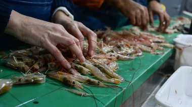 Ponen en marcha campaña de langostino en el Golfo San Jorge, litoral de Chubut y aguas nacionales adyacentes 