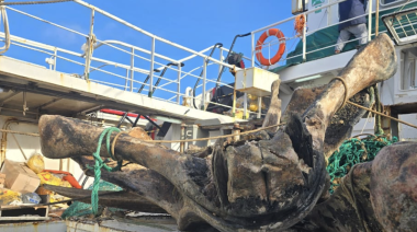 Un Tangonero de Viera Argentina “pescó” los restos de una ballena enana y los trajo a puerto