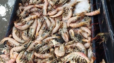 Denuncian que por bloqueo del STIA se pudrieron más de 100 toneladas de langostino