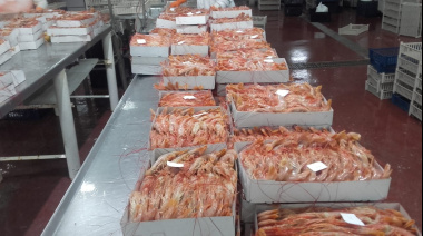 Autorizan dos prospecciones de langostino