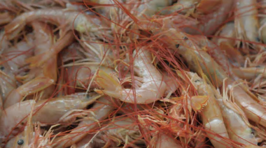 Este sábado arrancan dos nuevas de prospecciones de langostino 