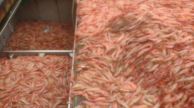 El 10 de octubre finaliza la temporada de langostino en aguas nacionales