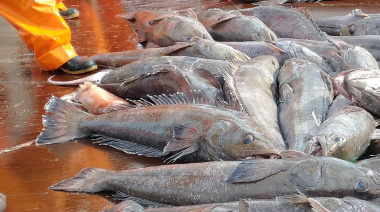 Analizan el estado de la merluza negra y definen criterios de captura para 2026