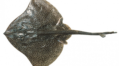 Taller sobre peces cartilaginosos para pescadores deportivos