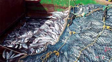 Avanza el proceso de certificación de la pesquería de merluza de cola