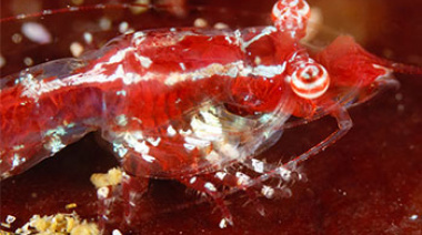 Identifican nueva especie de langostino hallada en aguas sudafricanas