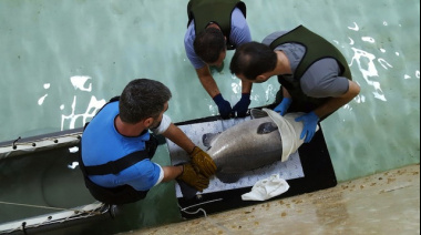 Investigador del INIDEP concretó pasantía en Vigo sobre de avances en el cultivo de chernias