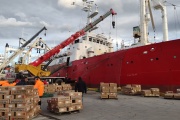 El congelador merlucero Echizen Maru capturó 412 toneladas de calamar