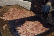 Arranca una nueva prospección de langostino en aguas nacionales