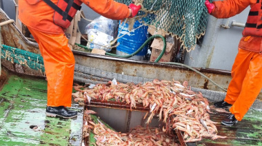 Se suspende la prospección de langostino por falta de buques anotados