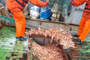 Se suspende la prospección de langostino por falta de buques anotados
