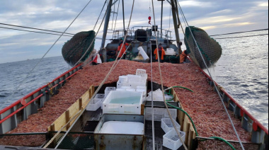Prospección de langostino: Indicadores de alta presencia de merluza en la subárea 15
