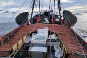Prospección de langostino: Indicadores de alta presencia de merluza en la subárea 15