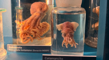 El Museo de Ciencias Naturales de La Plata exhibe muestras de cefalópodos donadas por el INIDEP