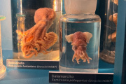 El Museo de Ciencias Naturales de La Plata exhibe muestras de cefalópodos donadas por el INIDEP