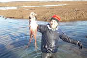 Fin de la temporada de pulpo en Comodoro Rivadavia