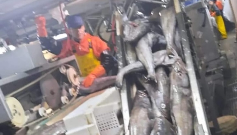 Denuncian al buque factoría Tai An por pesca ilegal de merluza negra 